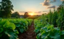 Calendrier du potager en biodynamie : harmonisez votre jardin avec les cycles lunaires